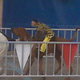 Illustration for article titled The Kentucky Derby Is Decadent And Depraved